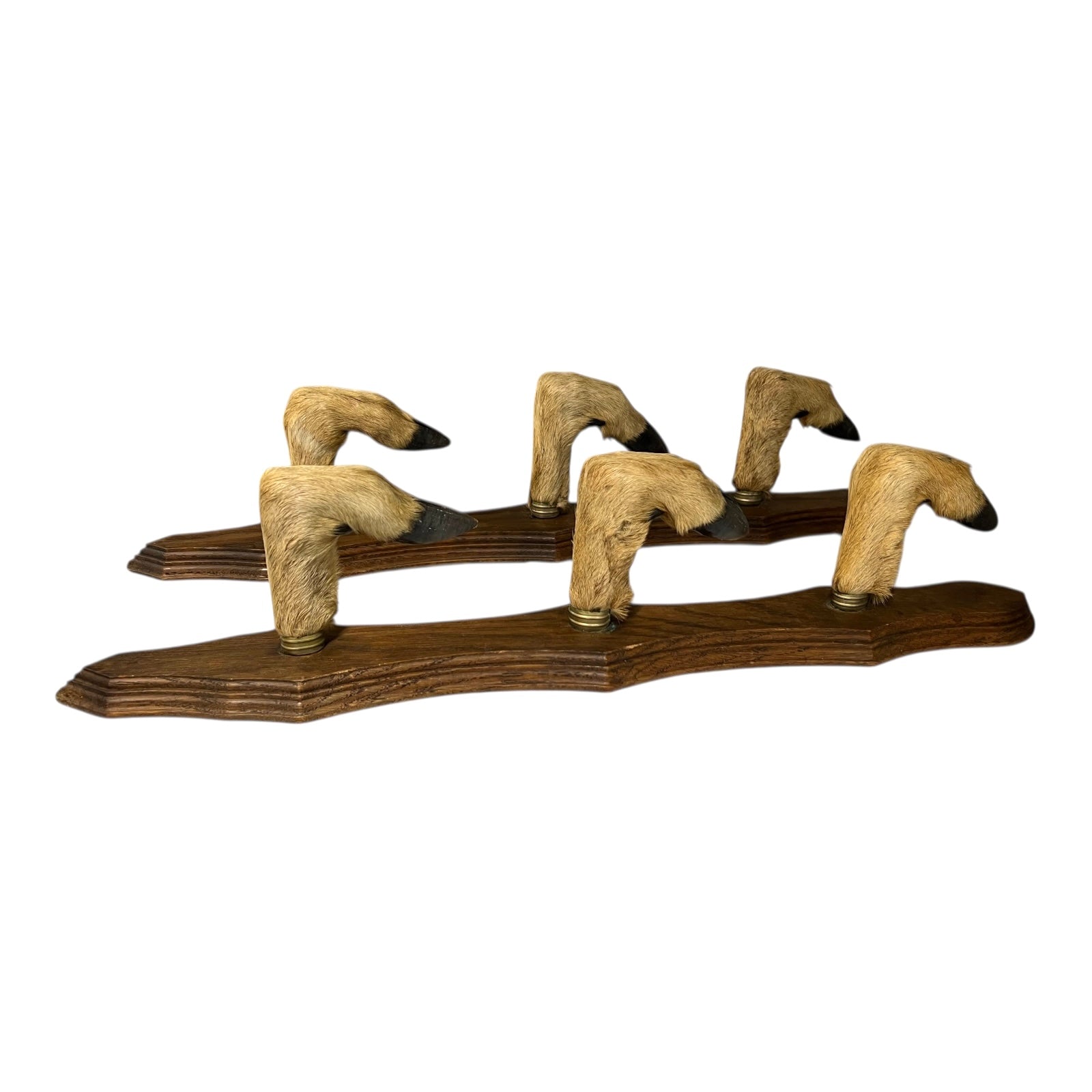 Wooden wall hooks made from taxidermy deer hooves on a white background