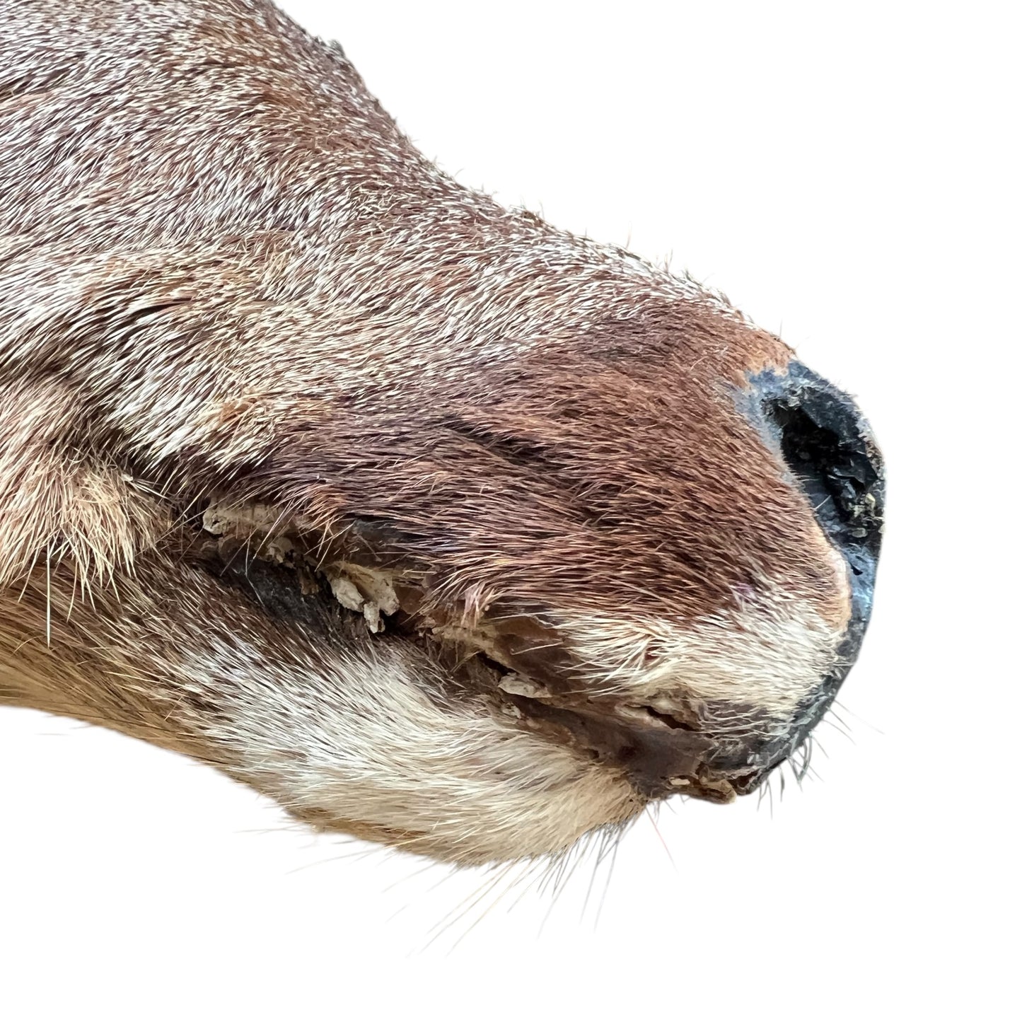 Close up of deer taxidermy head