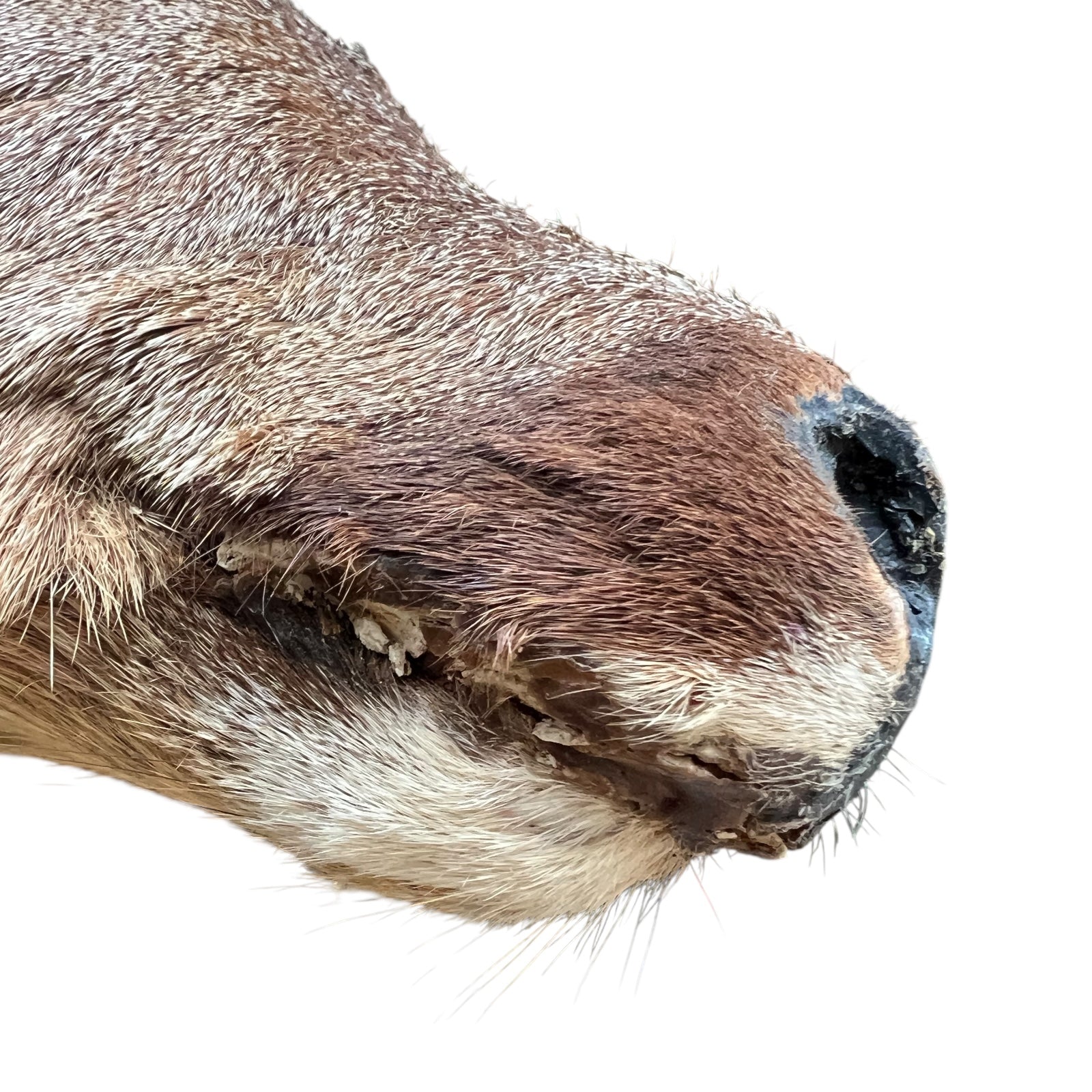 Close up of deer taxidermy head
