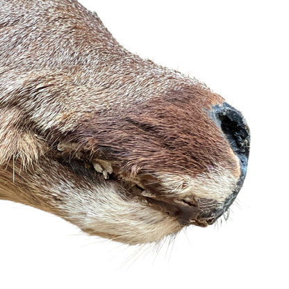 Close up of deer taxidermy head