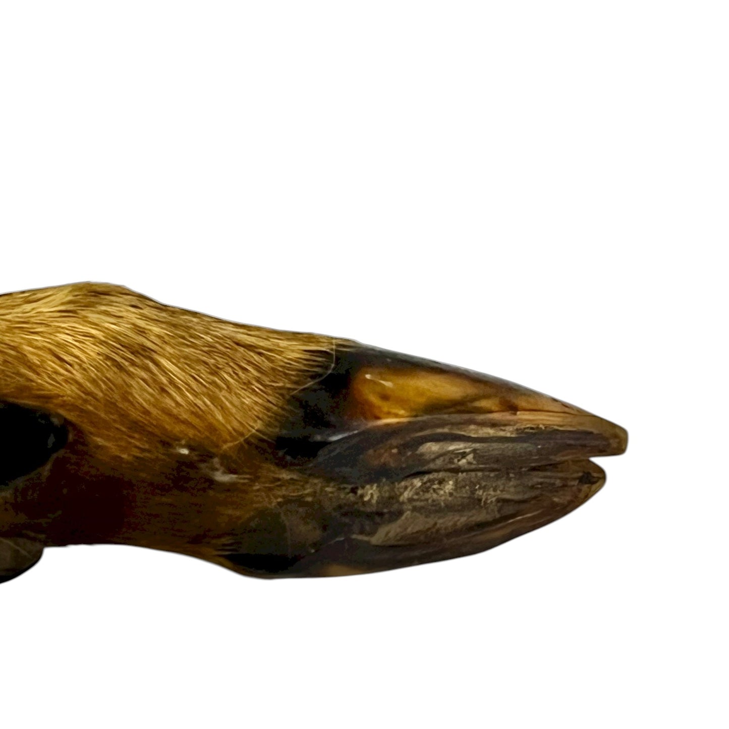 close up of deer hooves on a white background