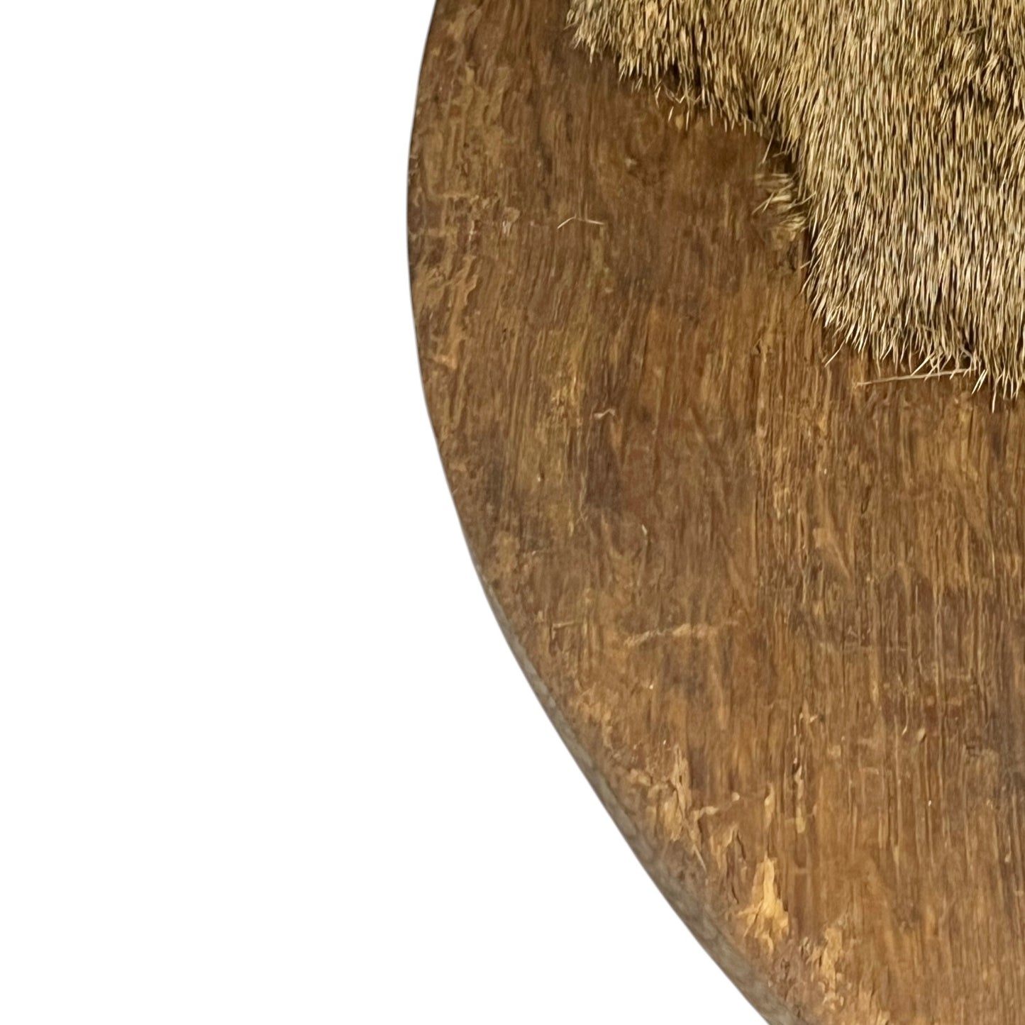 Close-up of a taxidermy deer head on a white background