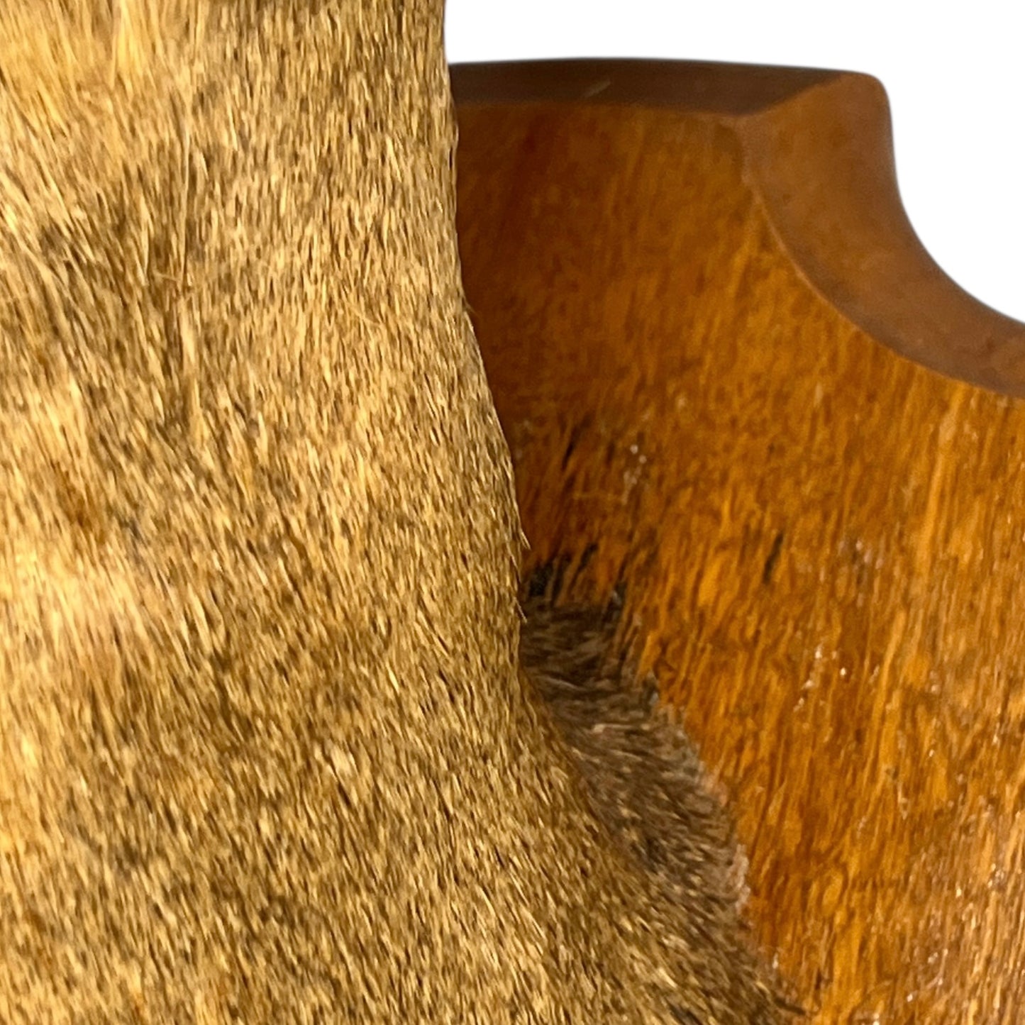 Close-up of a deer mount on a wooden on a white background
