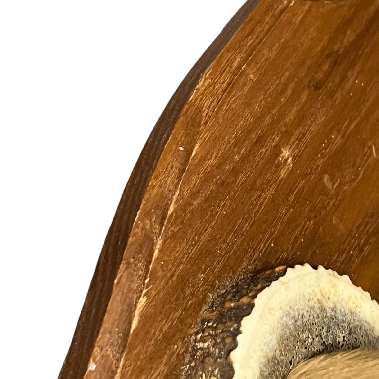 Close-up of a deer's hoof set of coat hooks on a white background