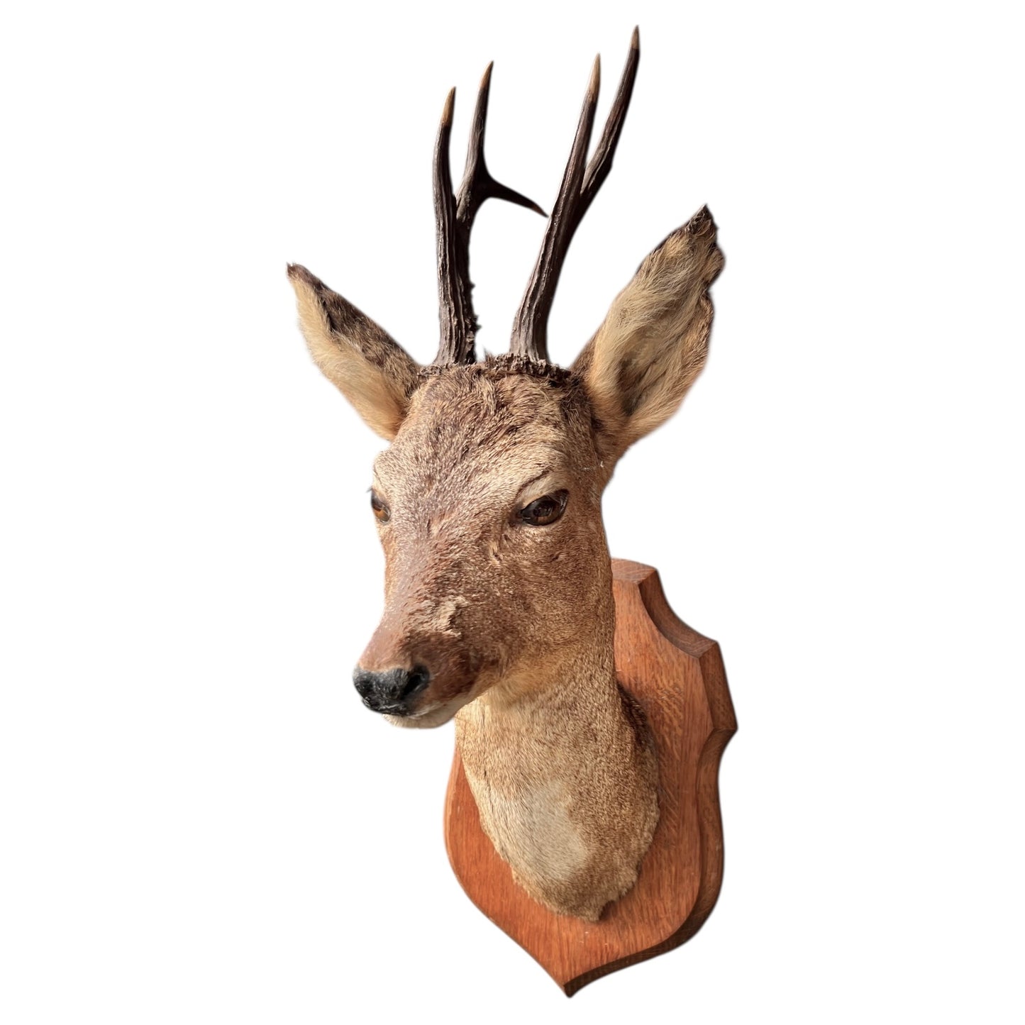 Deer head mount on a wooden plaque with a white background
