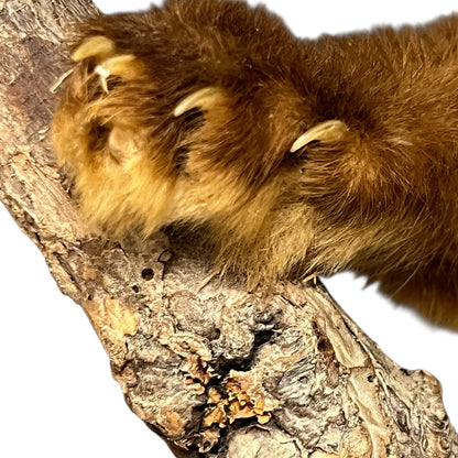 Close-up of a taxidermy small animal with a white background