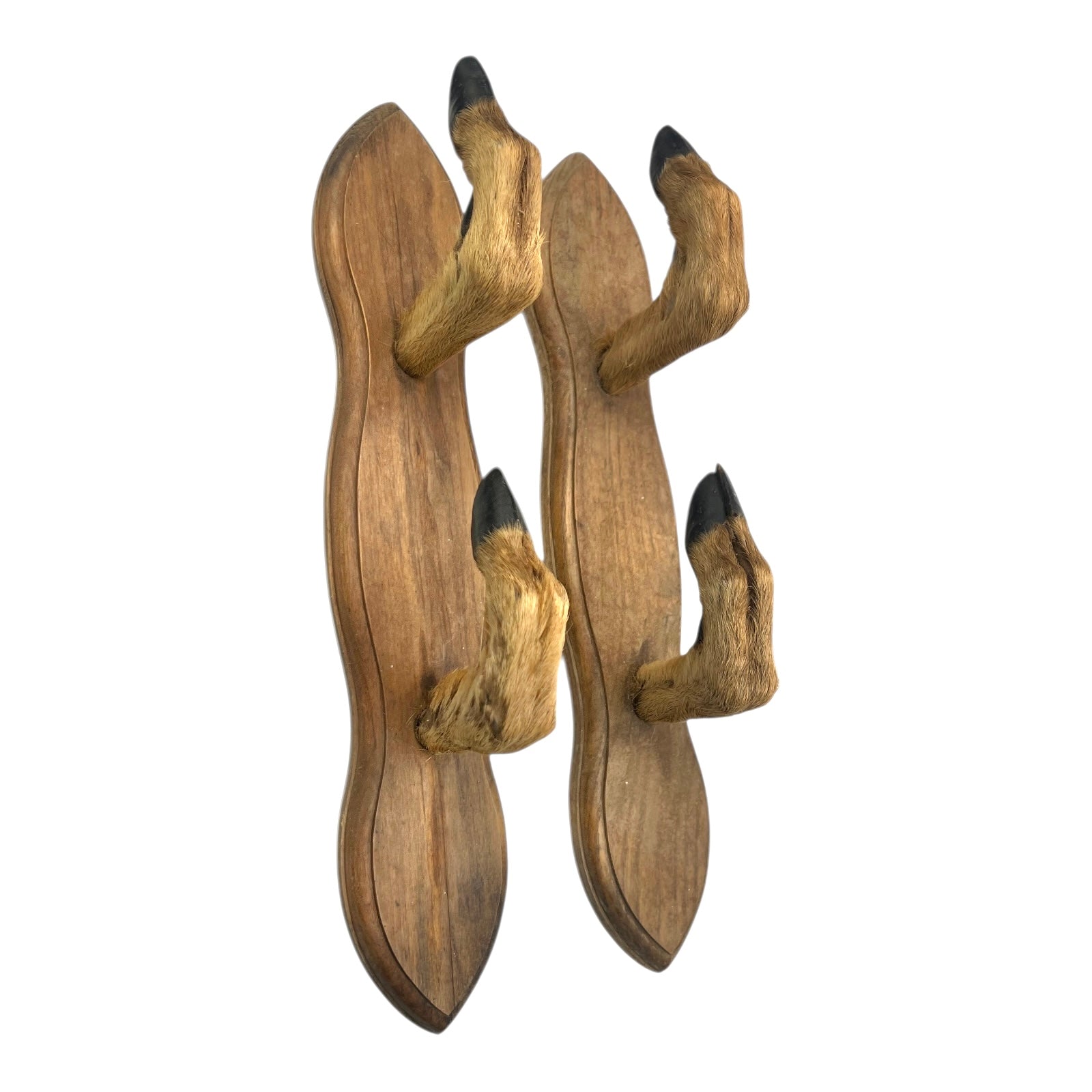 Set of 4 deer hoof coat hooks with a natural finish on a white background