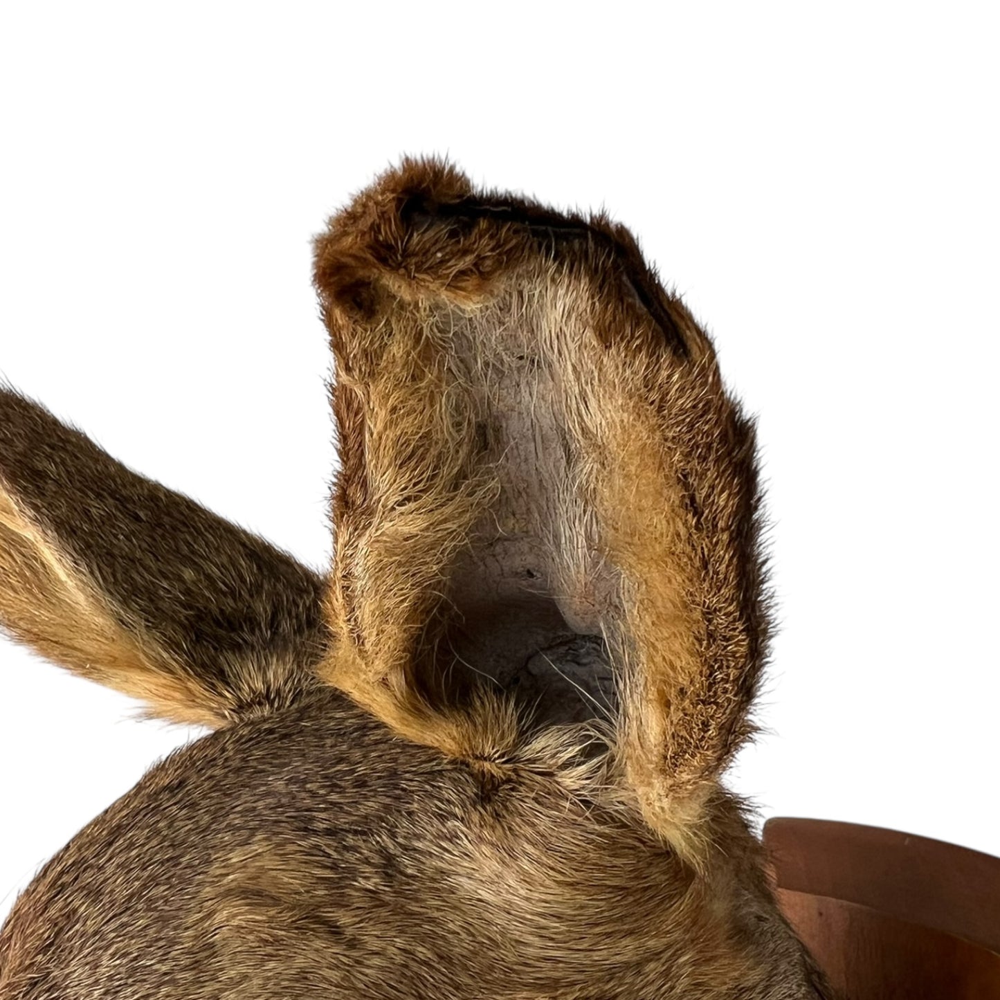 Close-up of a taxidermy deer head on a white background