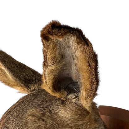 Close-up of a taxidermy deer head on a white background