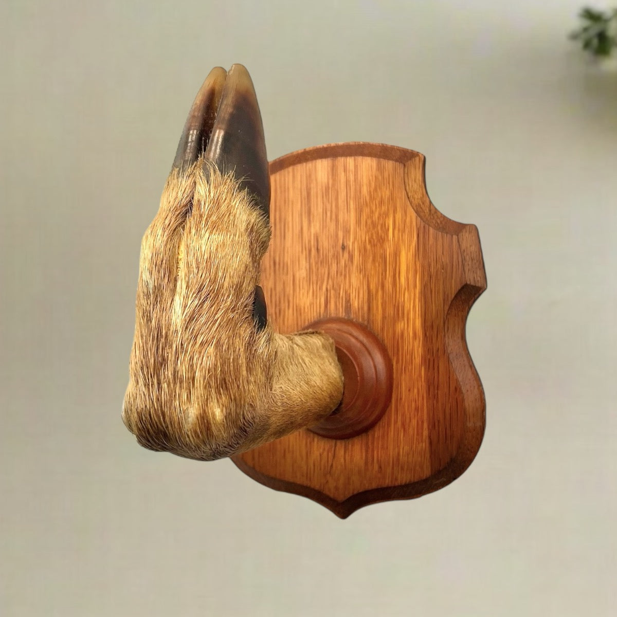 Large Taxidermy Roe Deer Hoof, French Coat Hook, Hat Rack, Umbrella Holder 