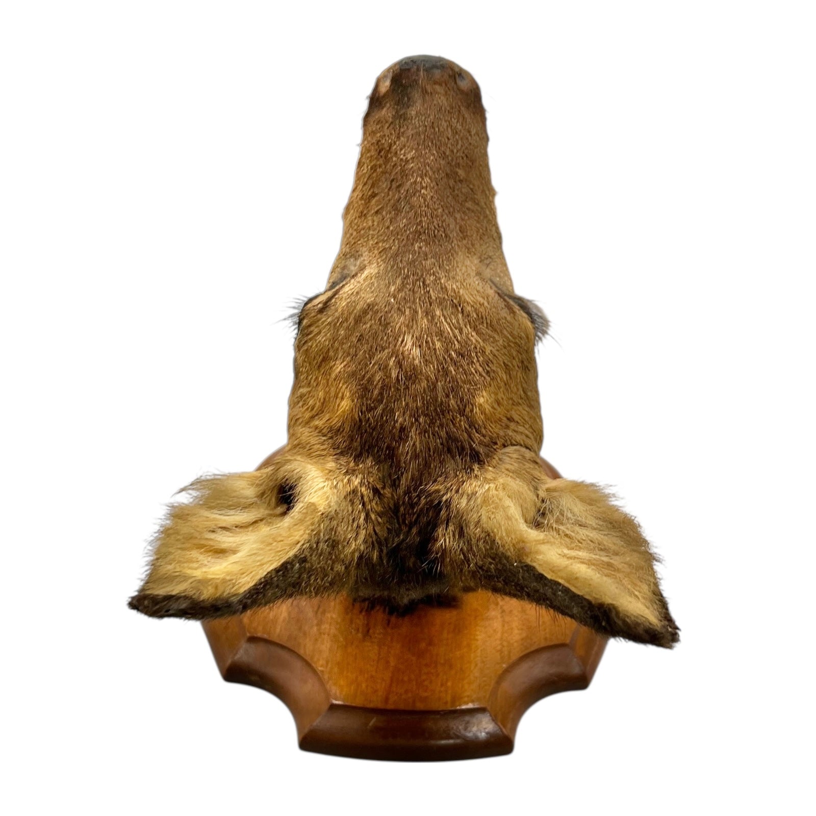 Close-up of a deer mount on a wooden on a white background
