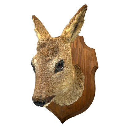 Taxidermy deer head mounted on a wooden plaque against a white background