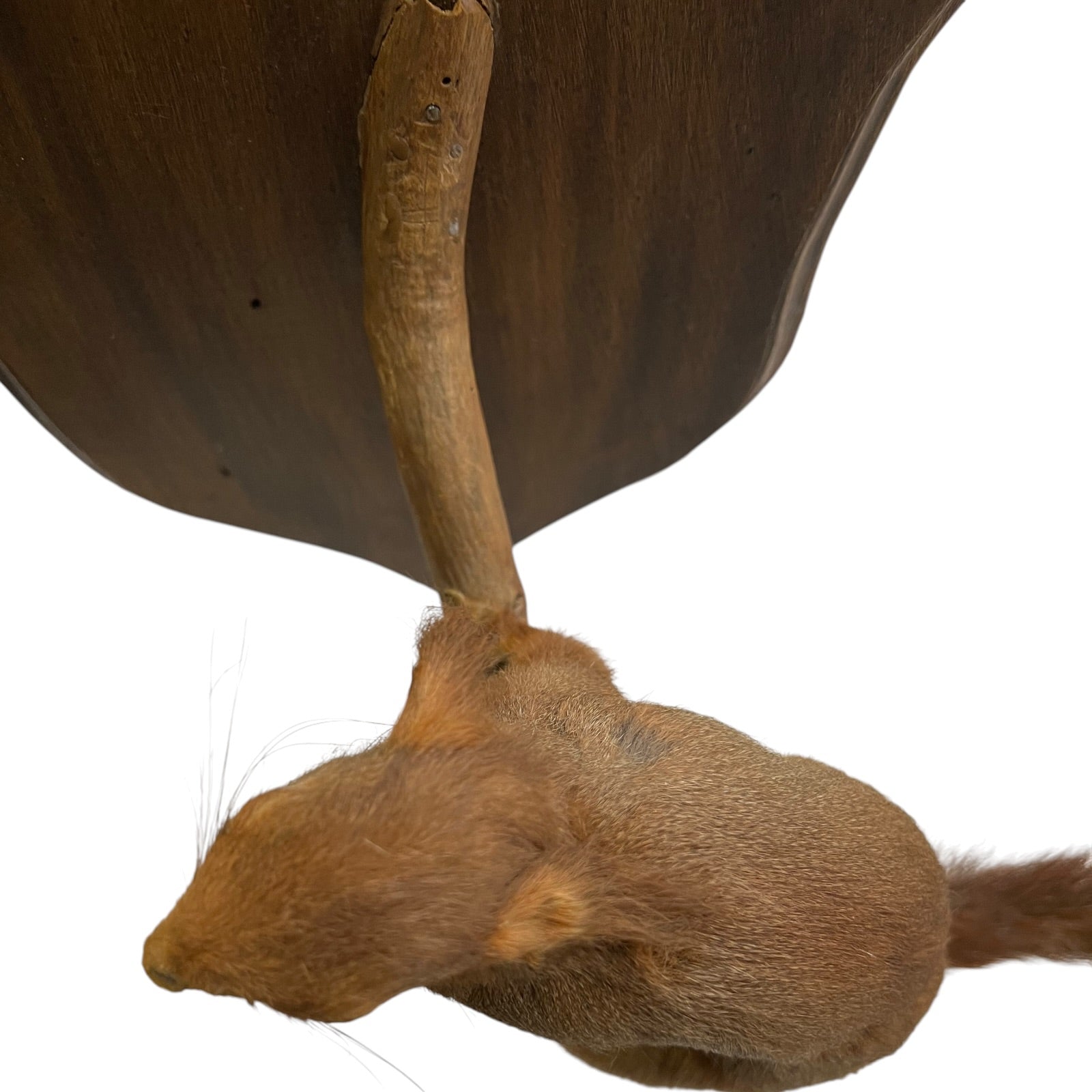 Close up of a taxidermy red squirrel on a white background 