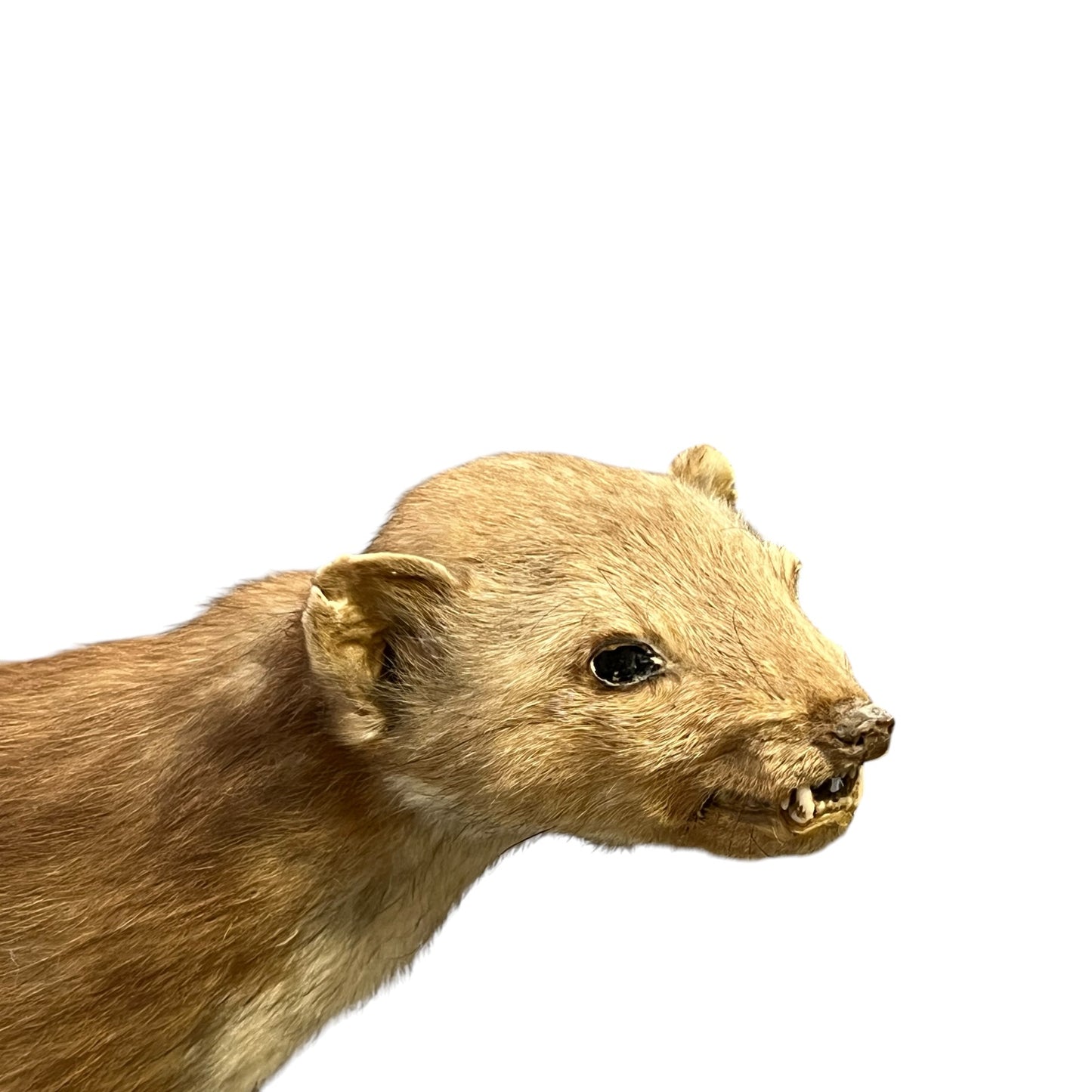 Close-up of a taxidermy small stoat-like animal against a white background.