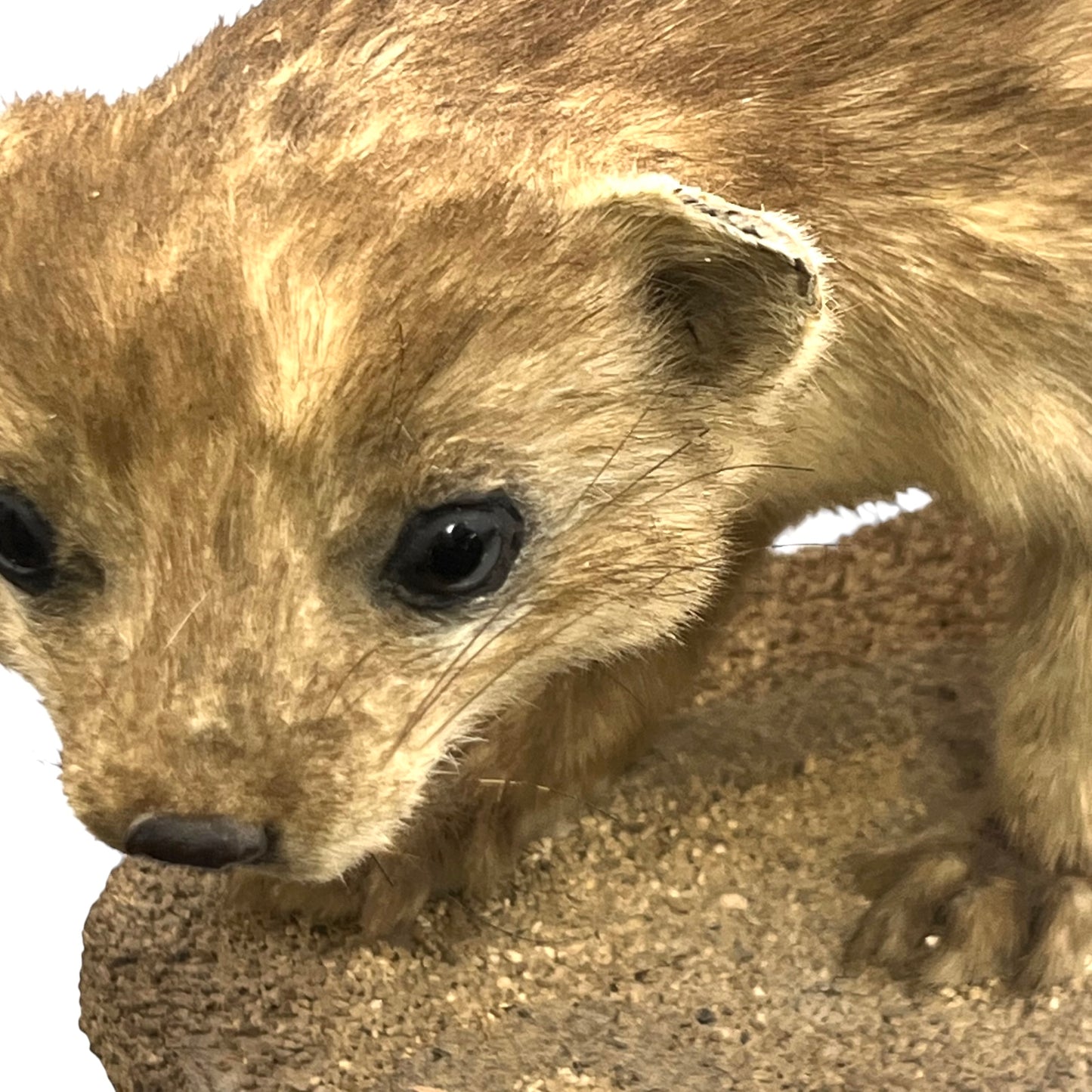 Close up of taxidermy animal on a white background