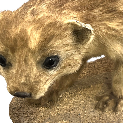 Close up of taxidermy animal on a white background