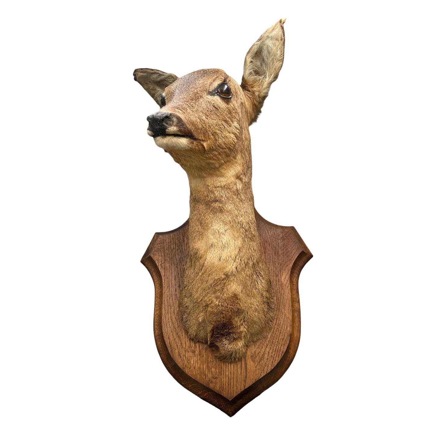 Vintage Taxidermy Roe Deer Head - French Mounted Specimen