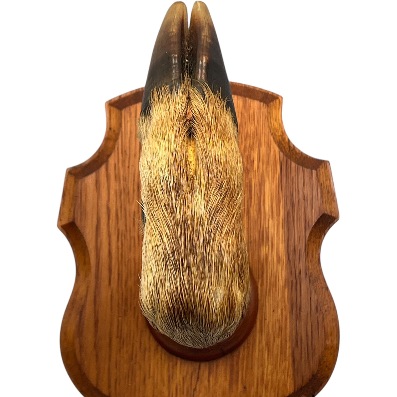 Large Taxidermy Roe Deer Hoof, French Coat Hook, Hat Rack, Umbrella Holder 