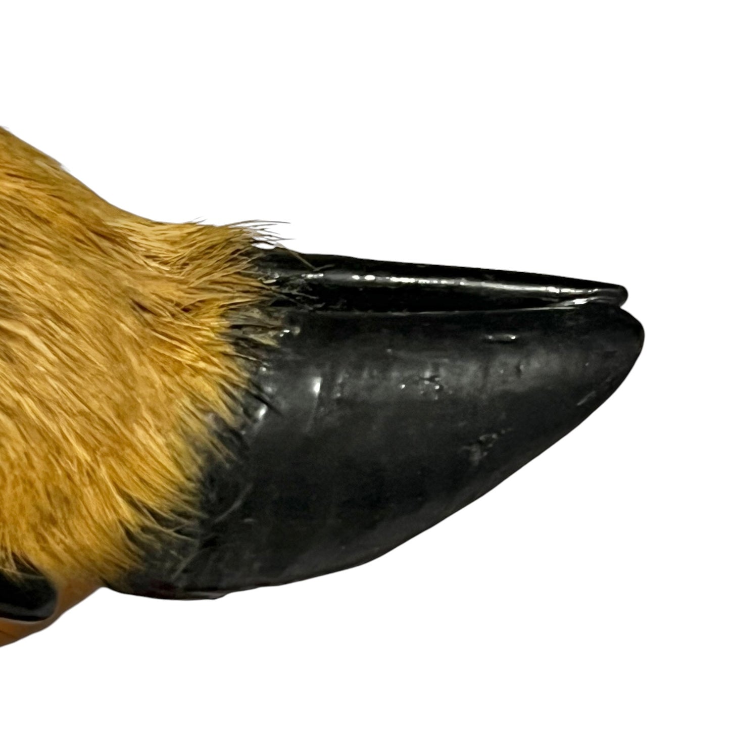 Close-up of an animal paw or hoof with golden tan fur transitioning into a glossy black hoof, shown against a plain white background.