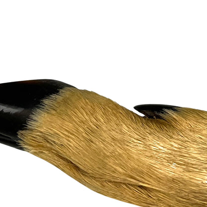 Close-up detail of a deer hoof showing a black tip section transitioning into dense golden tan fur, on a plain white background.