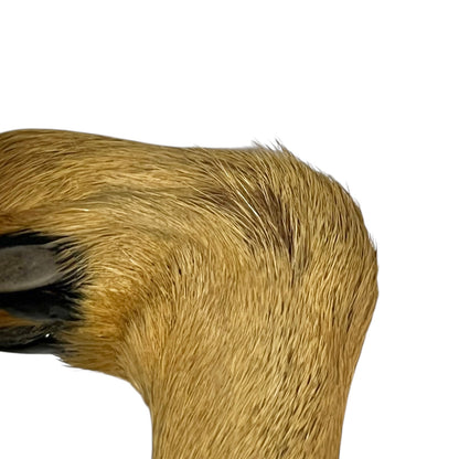 Close up taxidermy hoof 