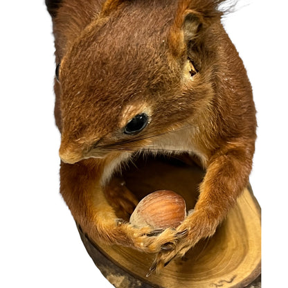 Red squirrel holding a hazelnut on a white background