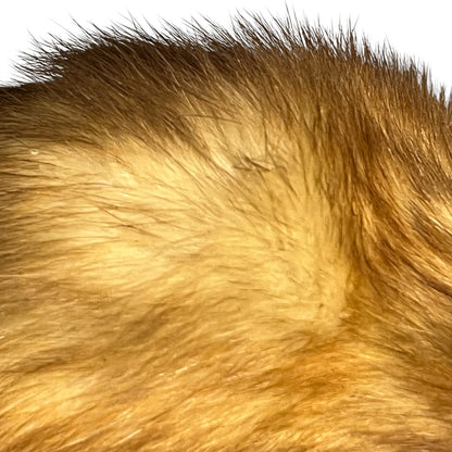 Vintage European Polecat Taxidermy Mount – Mustela putorius Natural History Display