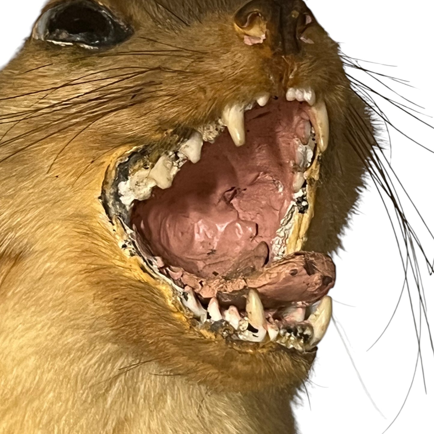 Close-up of a taxidermy small animal with an open mouth on a white background
