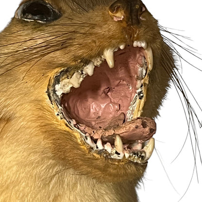 Close-up of a taxidermy small animal with an open mouth on a white background