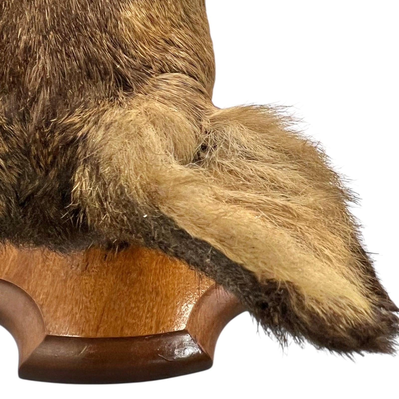 Close-up of a deer's ears on a white background