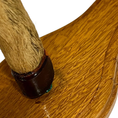 Taxidermy deer hoof close up 