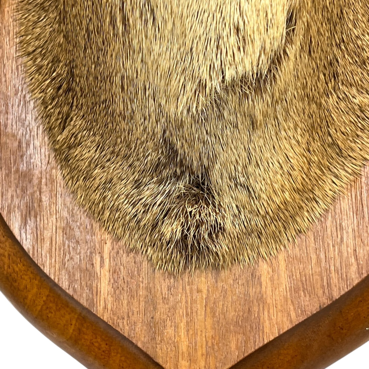 Close-up of a taxidermy deer head on a white background