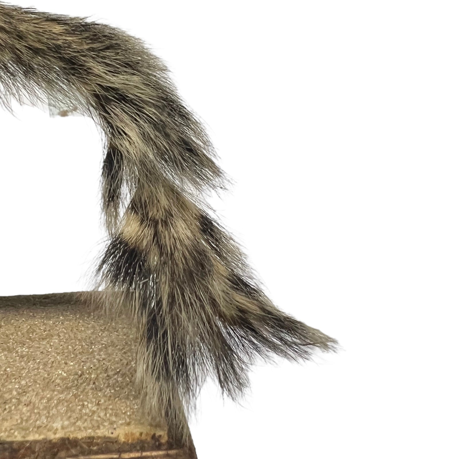 taxidermy chipmunk image of tail