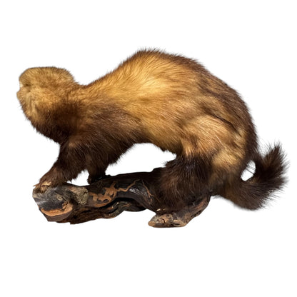 Vintage European Polecat Taxidermy Mount – Mustela putorius Natural History Display