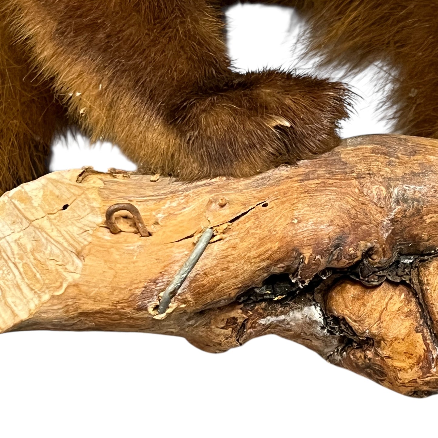 Close-up of a taxidermy small animal with a white background