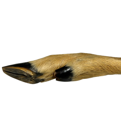 A close-up side view of a deer front hoof, showing tan and brown hairline fur, a black hoof wall, and a dark brown sole, isolated on a white background.