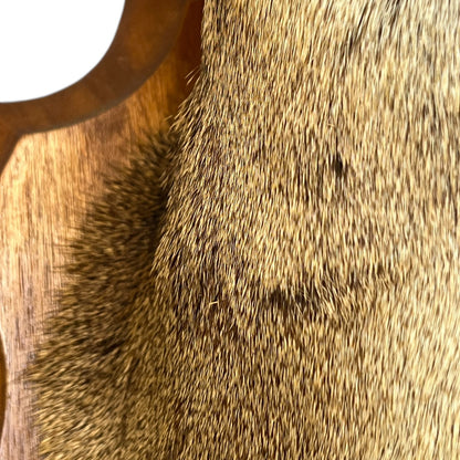 Close-up of a taxidermy deer head on a white background