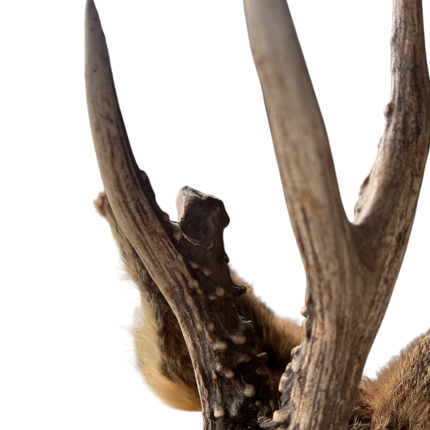 Close-up of a deer antler on a white background
