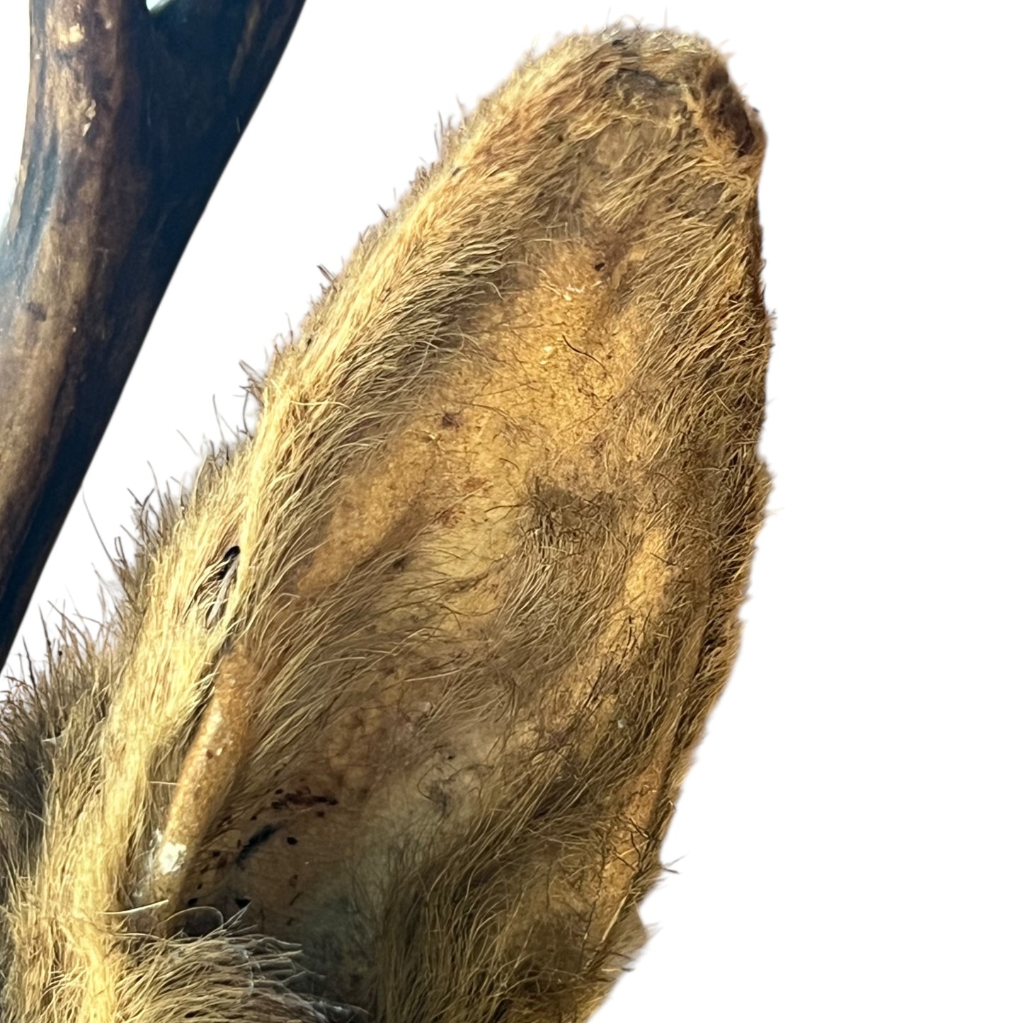 close up image of deer head ears