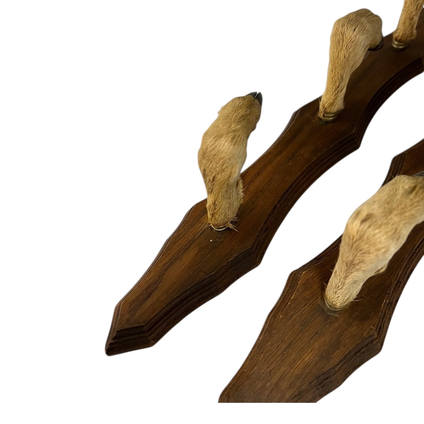 Set of 6 French Deer Hoof Vintage Taxidermy Coat Hooks – Hunting Gift