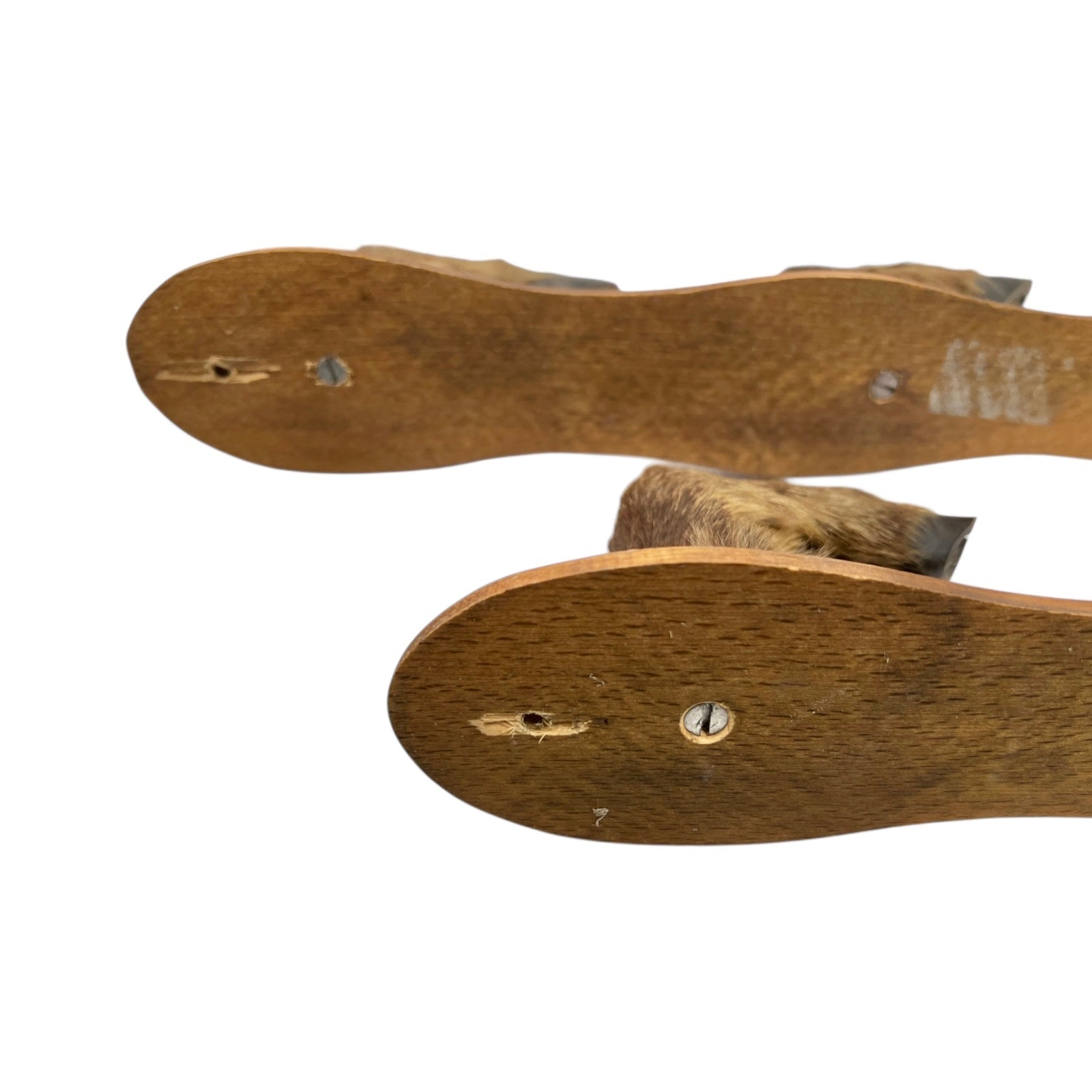 back view of boar hooves on a white background