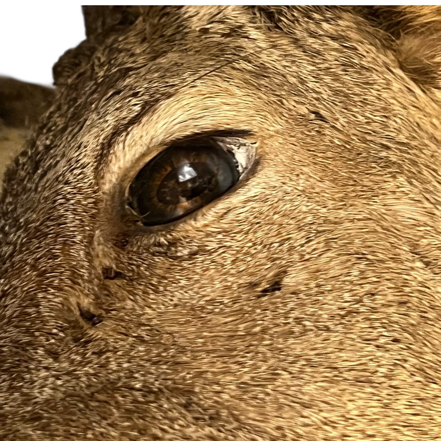 Close-up of deer mount against a wooden surface