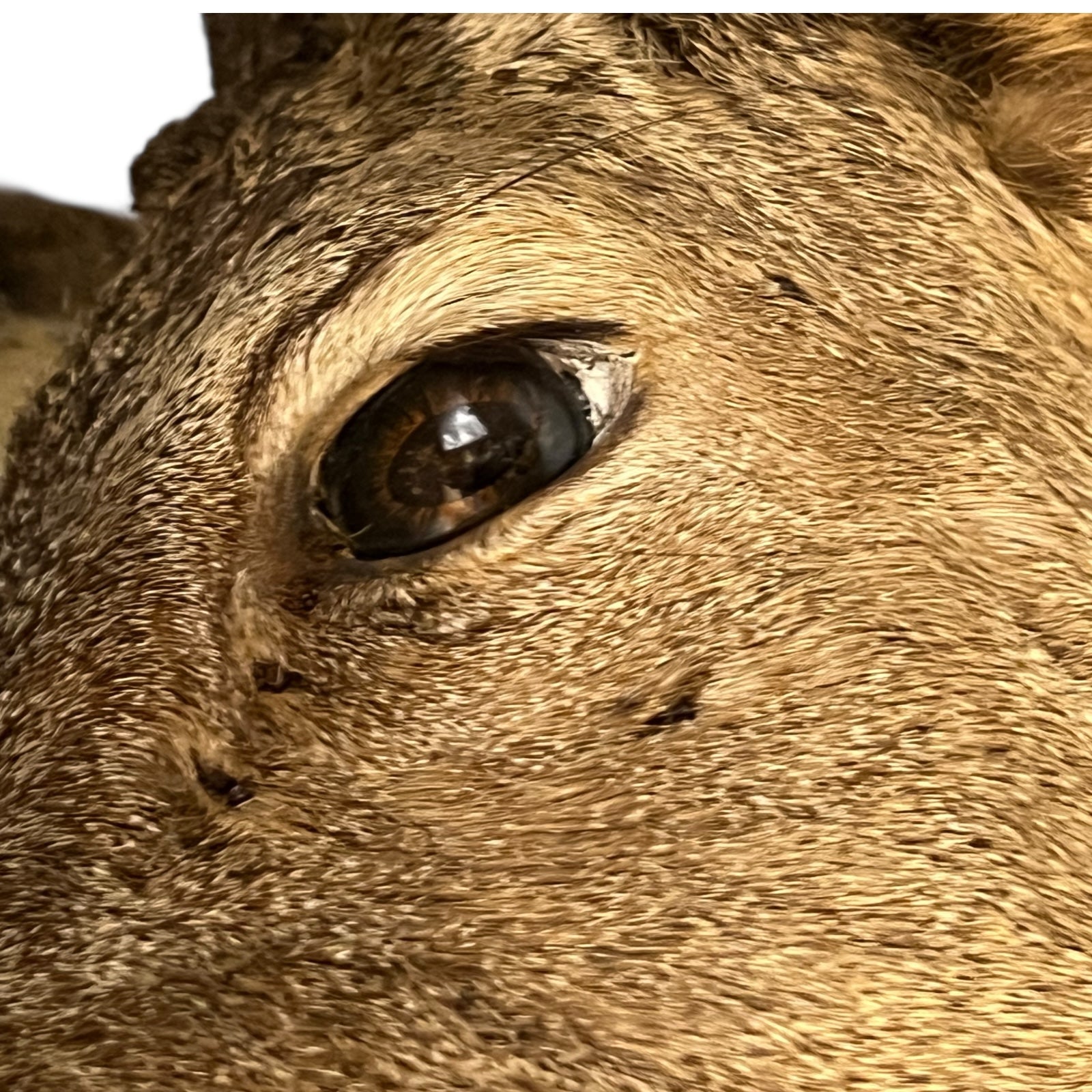 Close-up of deer mount against a wooden surface