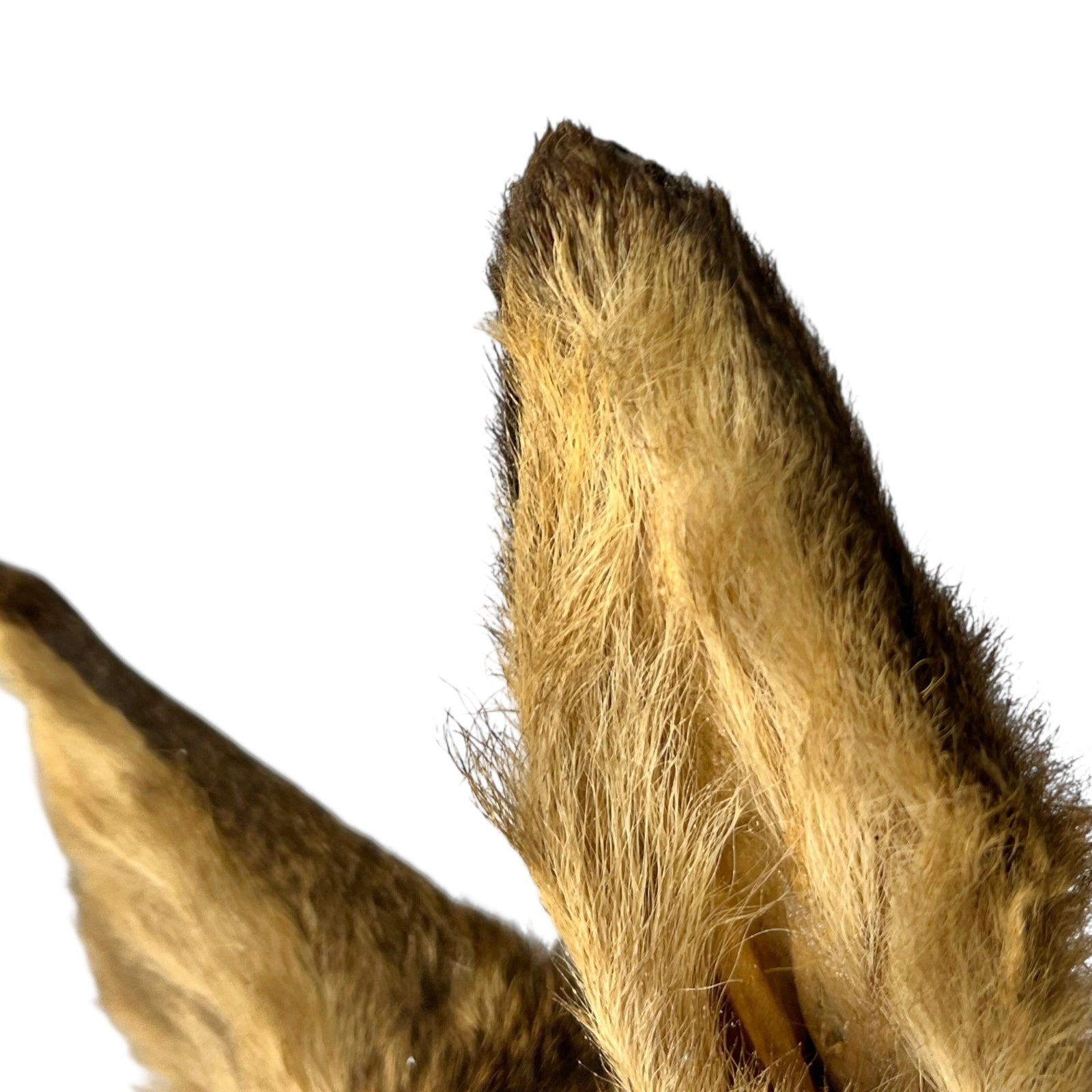 Close-up of a deer's ears on a white background
