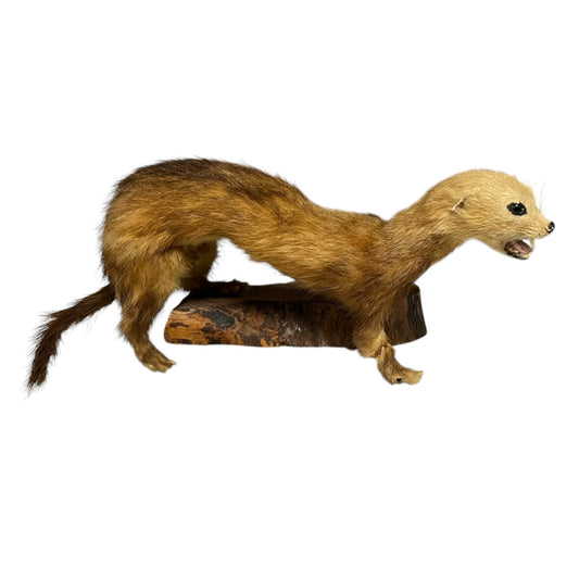 French vintage taxidermy weasel stoat mounted on a wooden block on a white background