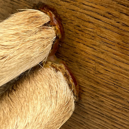close up image of taxidermy stand top undersided