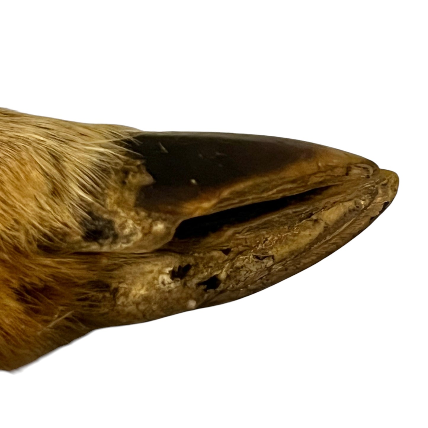 Vintage French Taxidermy Deer Hoof Coat Hooks – Set of 4