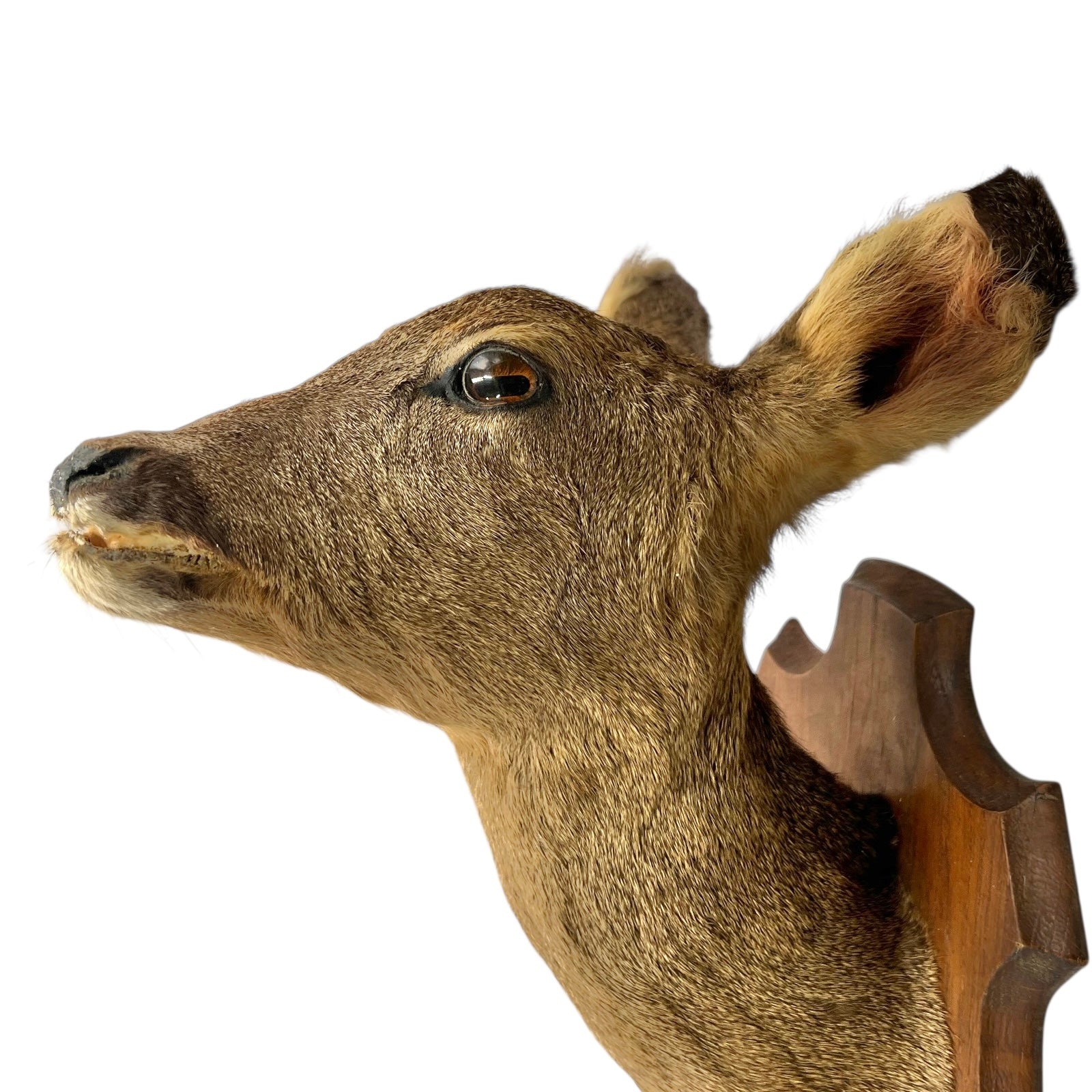 Close-up of a deer mouth with a white background