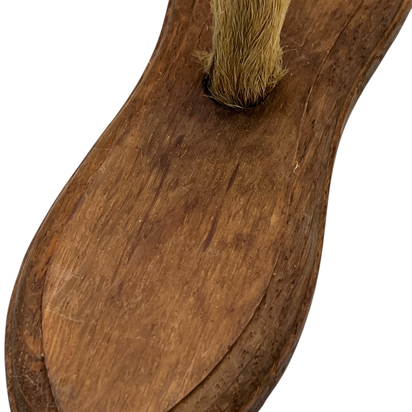 Close up of taxidermy deer hooves on a wooden mount on a white background