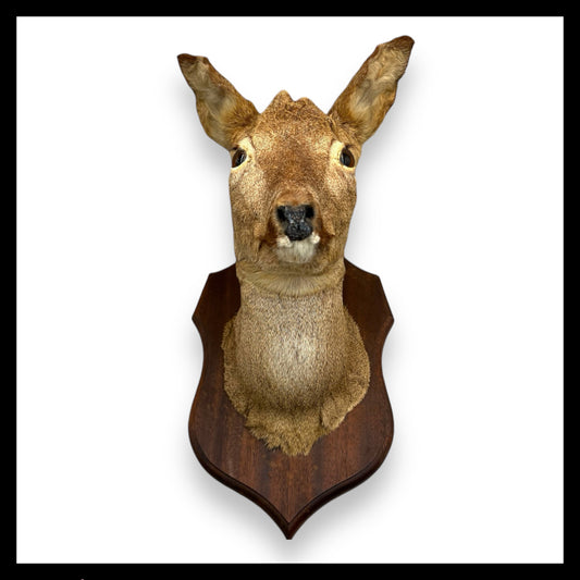 Taxidermy Deer Head, Roe Deer Wall Mounted, Stuffed Mount, Gift for Hunter (C44)